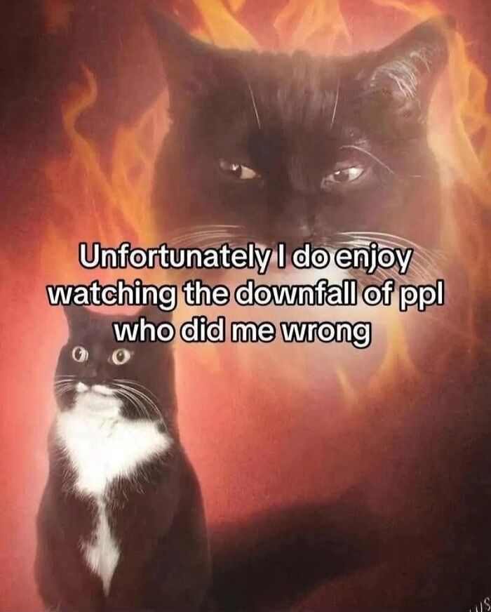 50 Cat Memes That Nail What It's Like Living With These Furry Weirdos