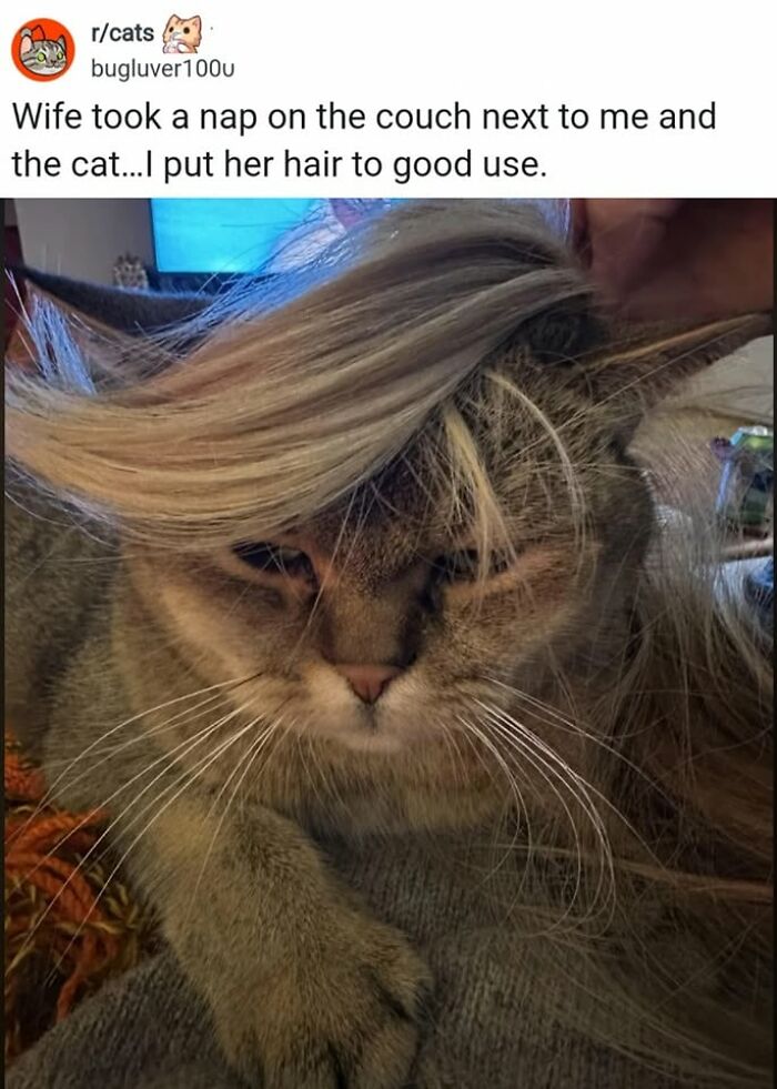 50 Cat Memes That Nail What It's Like Living With These Furry Weirdos