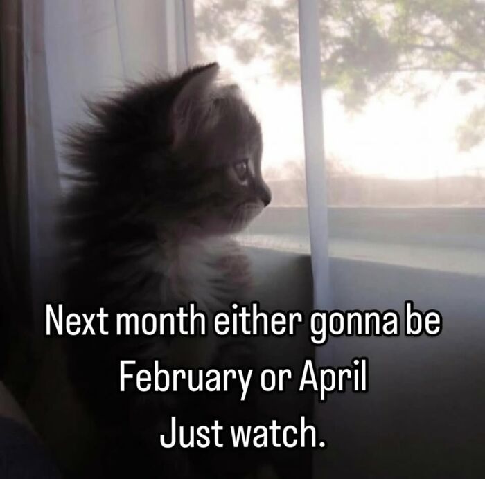 50 Cat Memes That Nail What It's Like Living With These Furry Weirdos