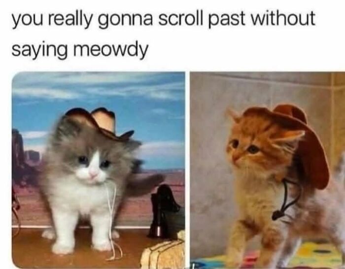50 Cat Memes That Nail What It's Like Living With These Furry Weirdos