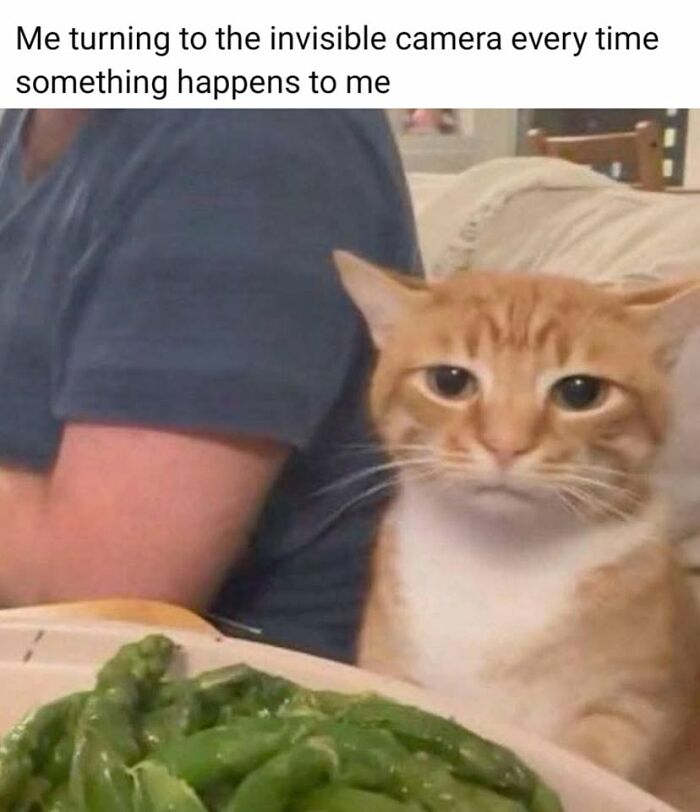 50 Cat Memes That Nail What It's Like Living With These Furry Weirdos
