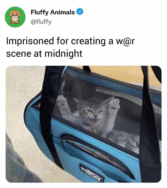 50 Cat Memes That Nail What It's Like Living With These Furry Weirdos
