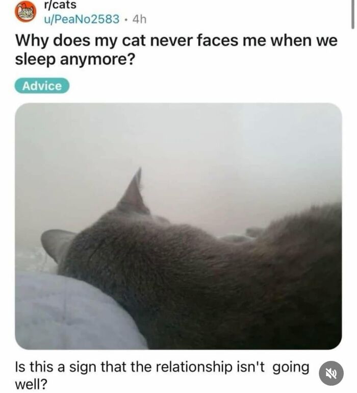 50 Cat Memes That Nail What It's Like Living With These Furry Weirdos
