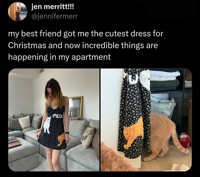 50 Cat Memes That Nail What It's Like Living With These Furry Weirdos