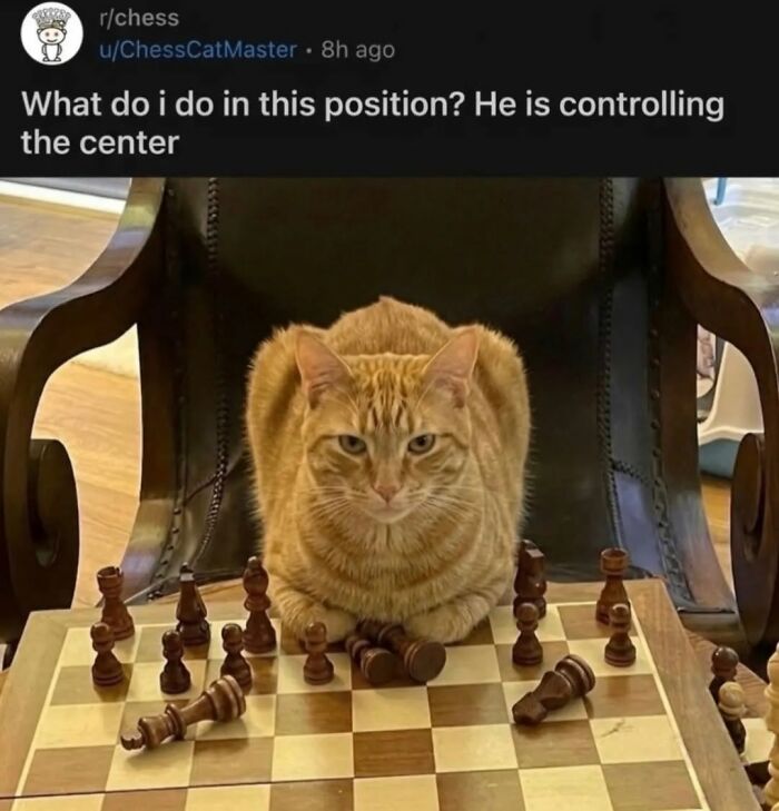50 Cat Memes That Nail What It's Like Living With These Furry Weirdos