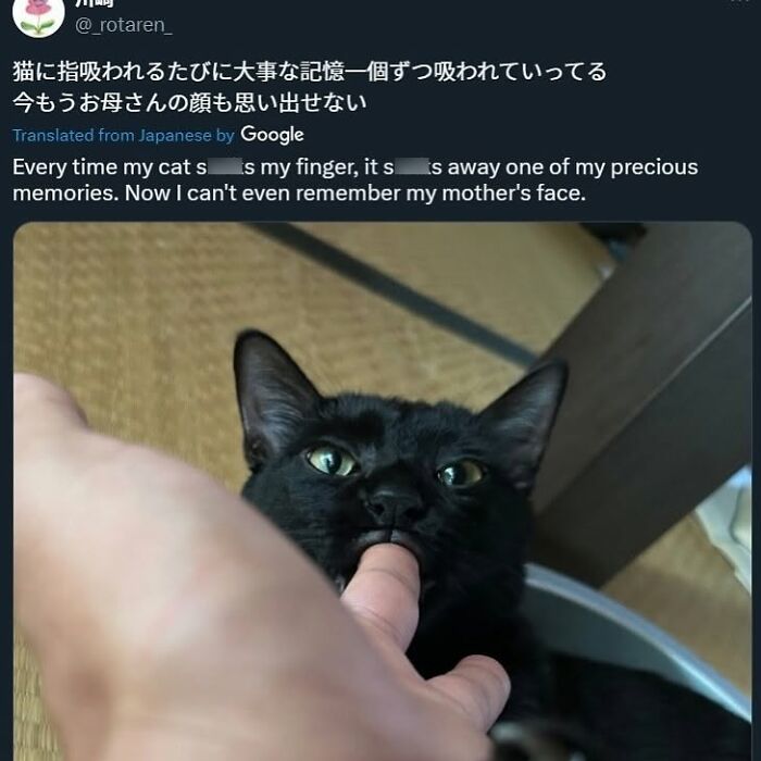50 Cat Memes That Nail What It's Like Living With These Furry Weirdos