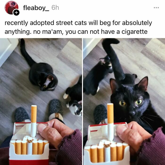 50 Cat Memes That Nail What It's Like Living With These Furry Weirdos