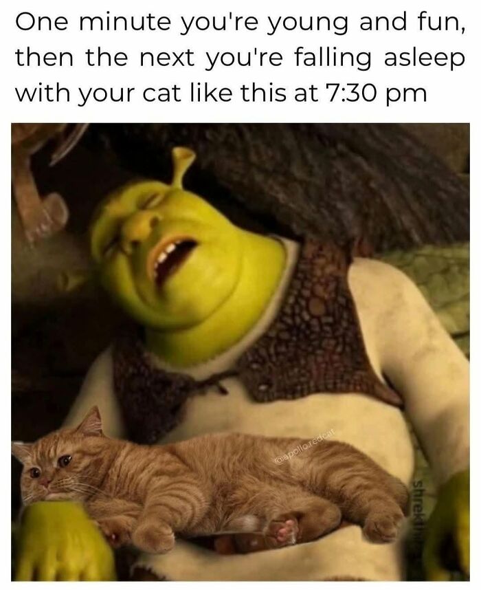 50 Cat Memes That Nail What It's Like Living With These Furry Weirdos