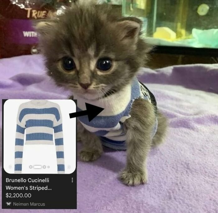 50 Cat Memes That Nail What It's Like Living With These Furry Weirdos