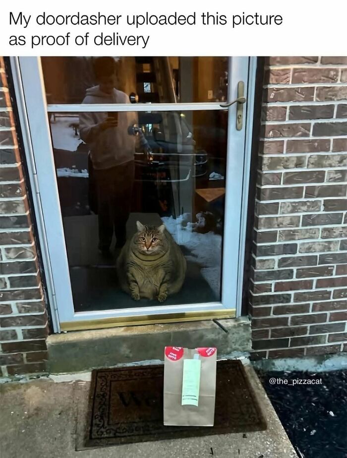 50 Cat Memes That Nail What It's Like Living With These Furry Weirdos