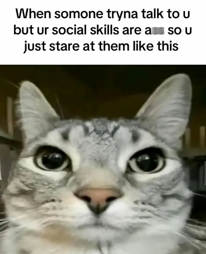 50 Cat Memes That Nail What It's Like Living With These Furry Weirdos