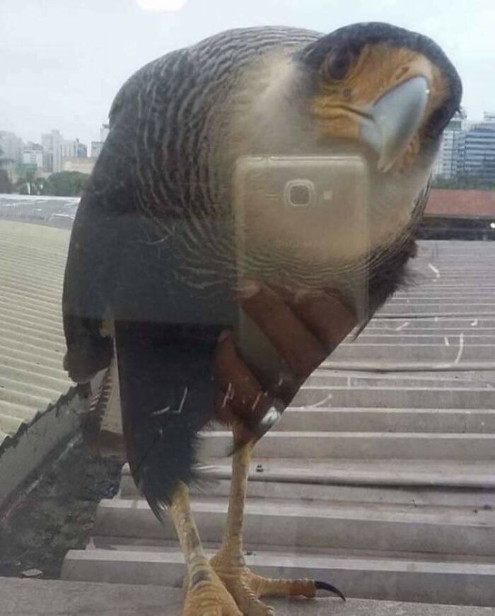 That Falcon’s Taking Our Picture!