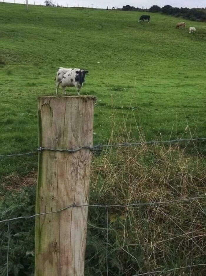 Wait, What?! 109 Photos That Totally Trick Your Brain (You’ll Have To Look Twice)