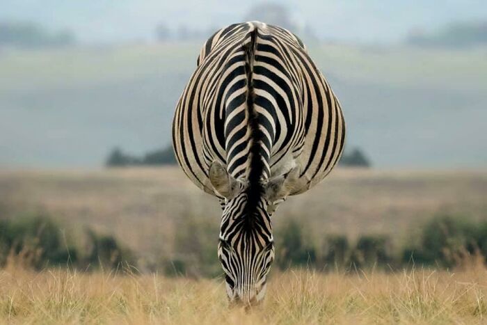 Wait, What?! 109 Photos That Totally Trick Your Brain (You’ll Have To Look Twice)