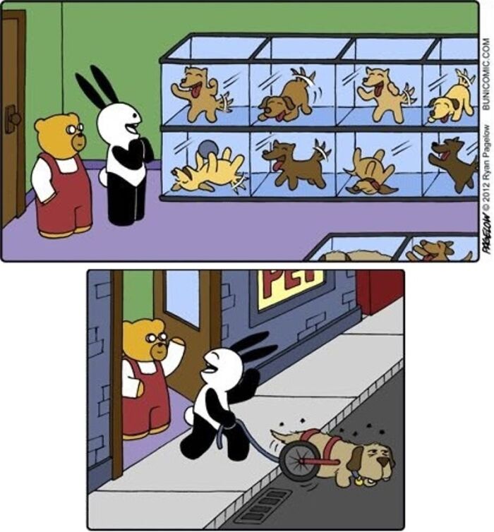 Meet the Grumpy Dog in a Wheelchair Who Stole the Show in These Comics!