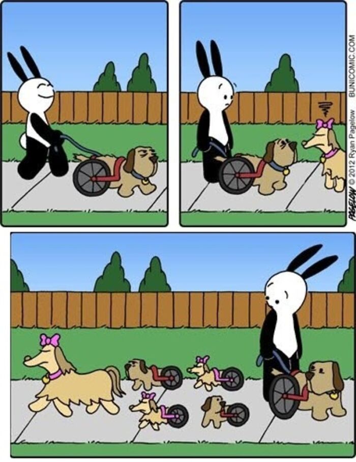 Meet the Grumpy Dog in a Wheelchair Who Stole the Show in These Comics!