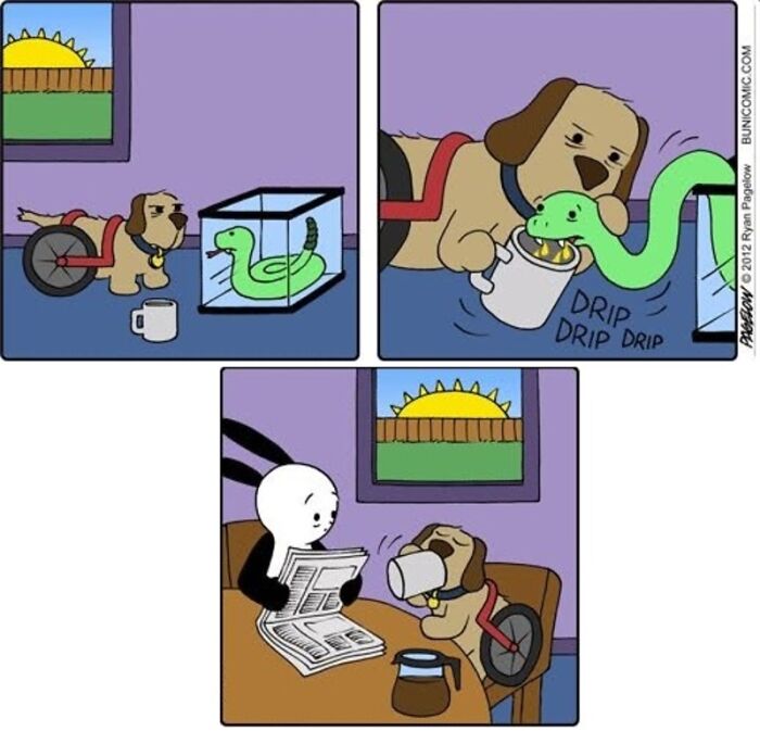 Meet the Grumpy Dog in a Wheelchair Who Stole the Show in These Comics!
