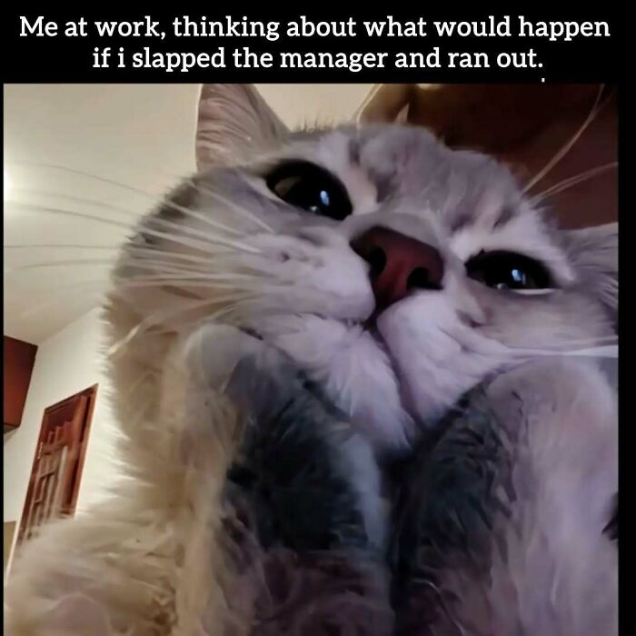 34 Work Memes That Nail That 'Why Am I Here?' Feeling Perfectly