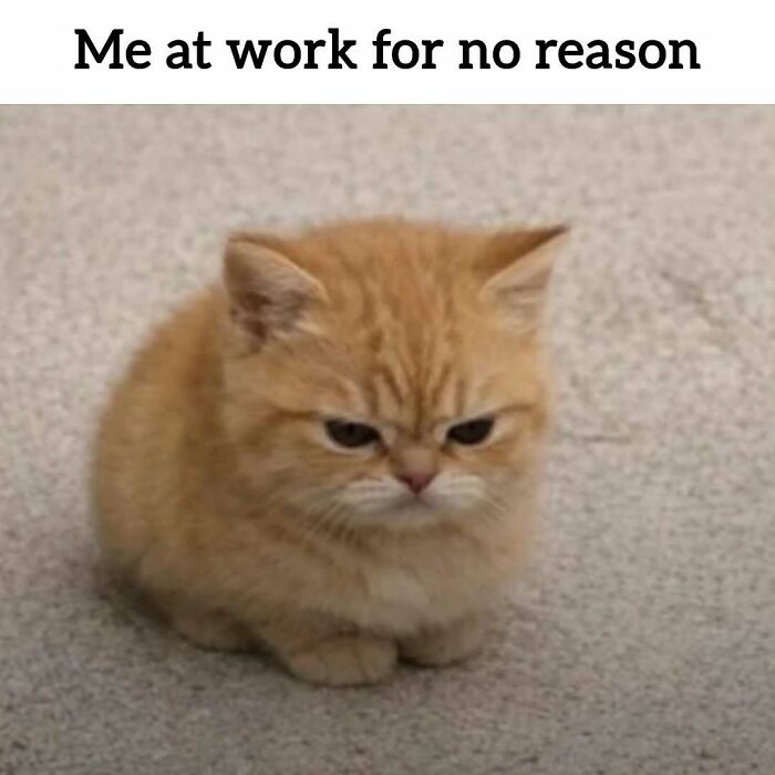 34 Work Memes That Nail That 'Why Am I Here?' Feeling Perfectly