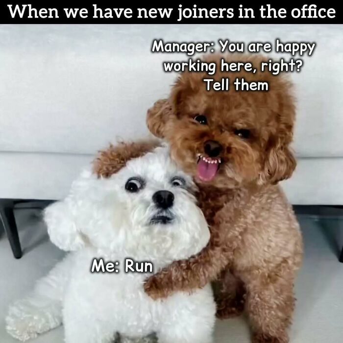 34 Work Memes That Nail That 'Why Am I Here?' Feeling Perfectly