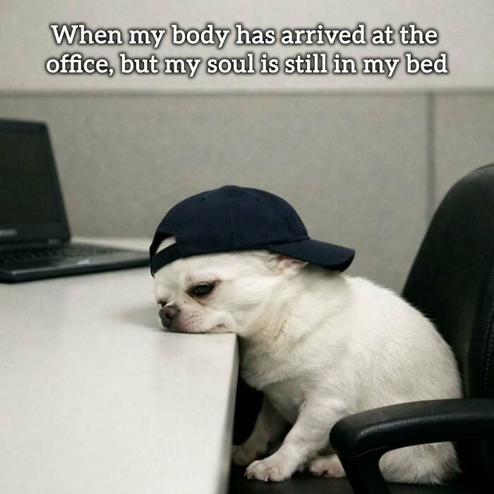 34 Work Memes That Nail That 'Why Am I Here?' Feeling Perfectly