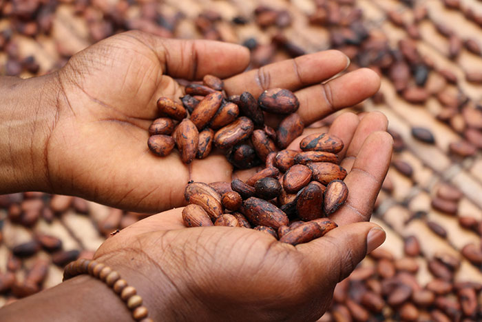 Aztecs Used Cocoa Beans As Money