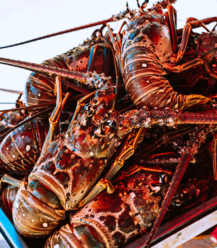 Lobsters Were Once Cheap And Used As Fertilizer