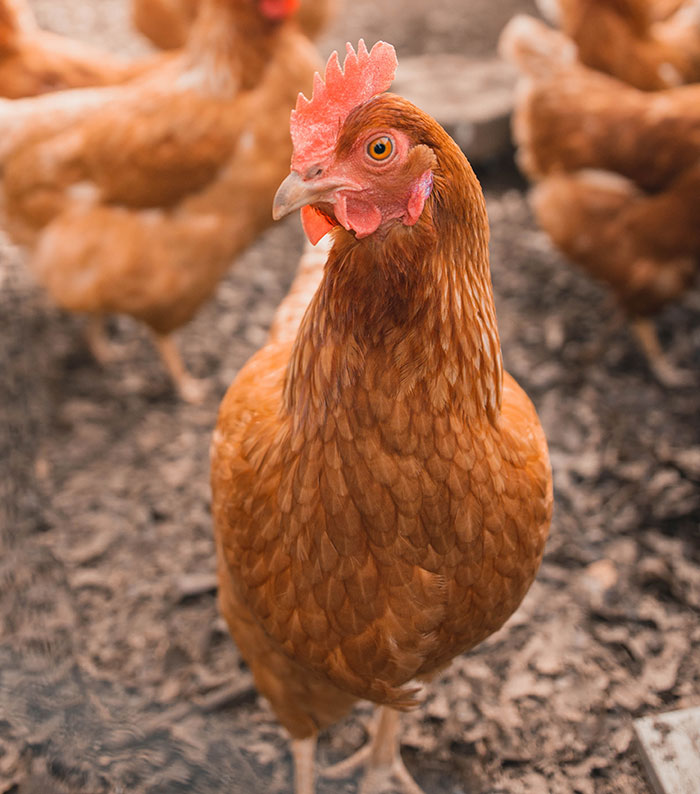 Romans Made Chickens Fat With Lizard Fat