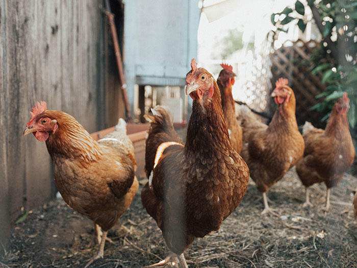 Most U.S. Chickens Came From One Post-War Breed