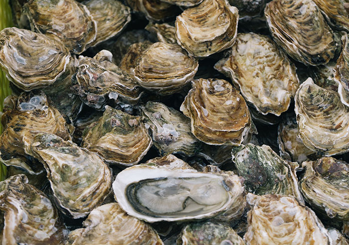 Oysters And Ostracize Share A Word Root Thanks To Democracy