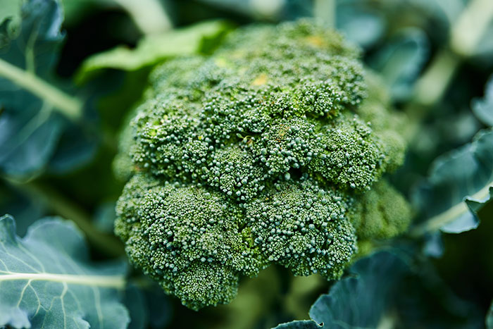 Broccoli, Kale & More Come From One Crazy Plant Family