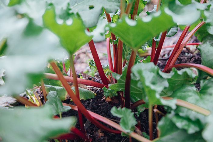 Rhubarb Was Picked By Candlelight