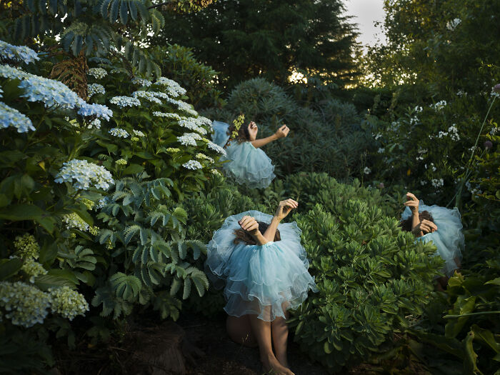 "Introversion: Hiding in the Hydrangeas"