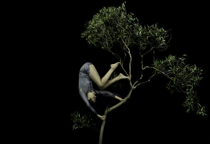 "Tumbling Through The Tree Tops Like a Pro"