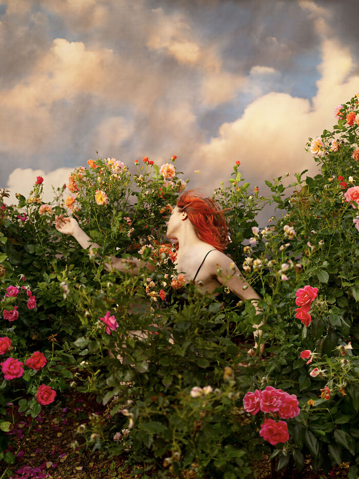 "Rose Always Wins"