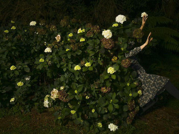 "High Jinks In The Hydrangeas: Nature’s Playground"