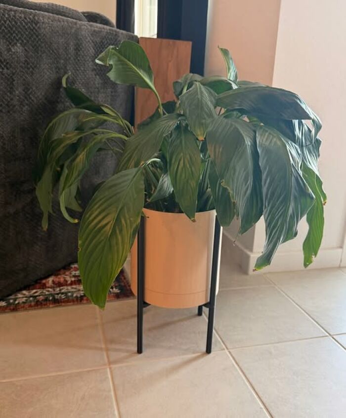I Made This Planter For My Wife—What Do You Think? Spoiler: It’s Basically Art