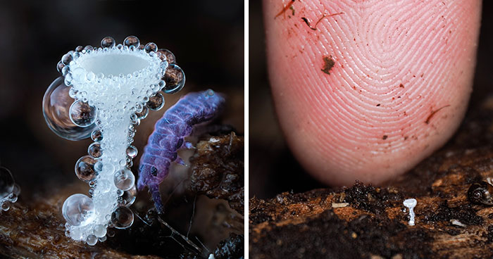 Wait, You’ve Been Missing a Tiny Mushroom Wonderland Right Under Your Nose! (30 Crazy Cool Pics)