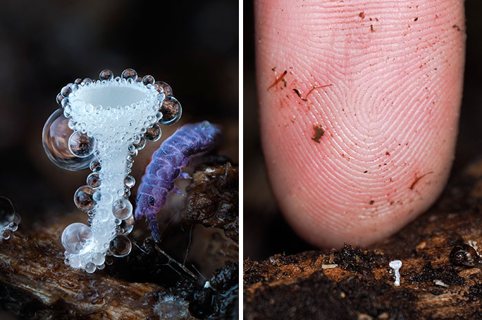 Wait, You’ve Been Missing a Tiny Mushroom Wonderland Right Under Your Nose! (30 Crazy Cool Pics)