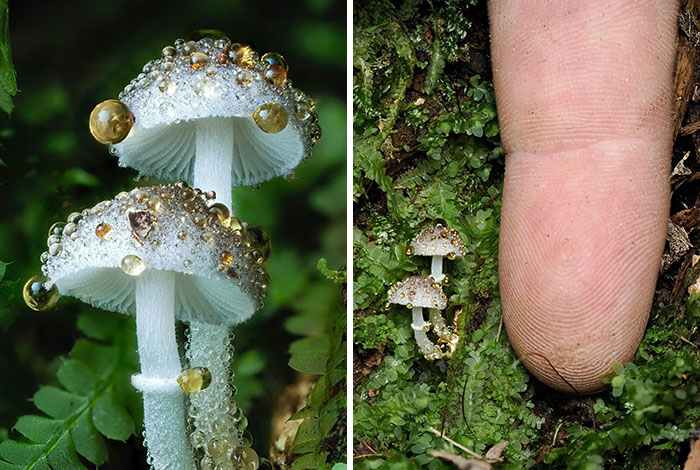 Wait, You’ve Been Missing a Tiny Mushroom Wonderland Right Under Your Nose! (30 Crazy Cool Pics)
