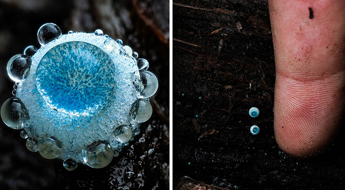 Wait, You’ve Been Missing a Tiny Mushroom Wonderland Right Under Your Nose! (30 Crazy Cool Pics)