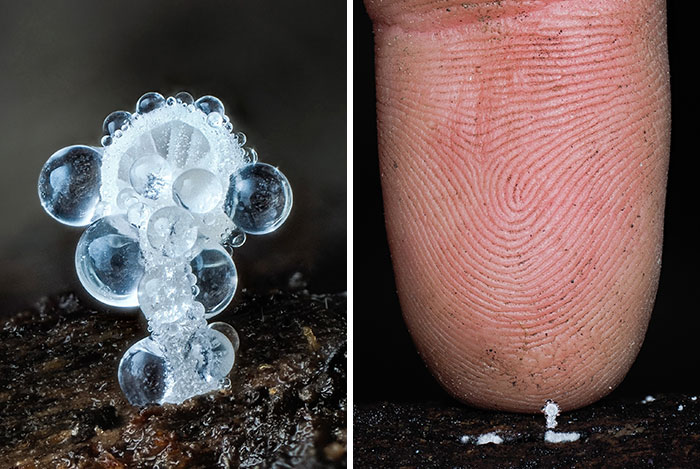 Wait, You’ve Been Missing a Tiny Mushroom Wonderland Right Under Your Nose! (30 Crazy Cool Pics)