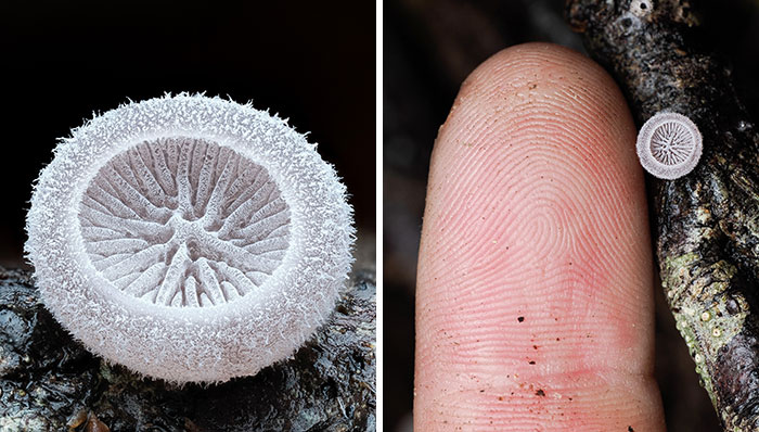 Wait, You’ve Been Missing a Tiny Mushroom Wonderland Right Under Your Nose! (30 Crazy Cool Pics)