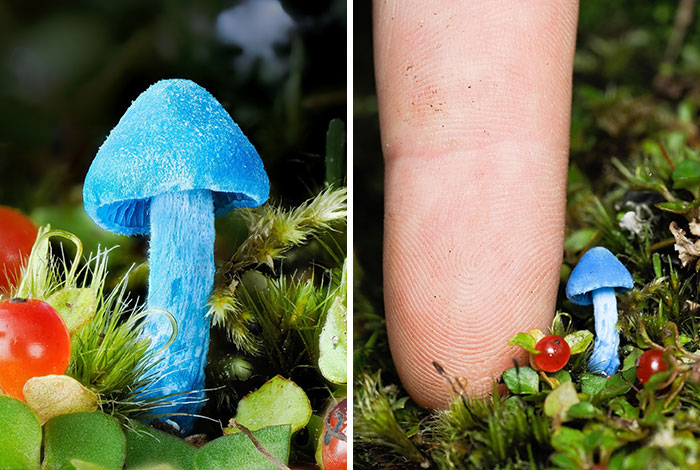 Wait, You’ve Been Missing a Tiny Mushroom Wonderland Right Under Your Nose! (30 Crazy Cool Pics)