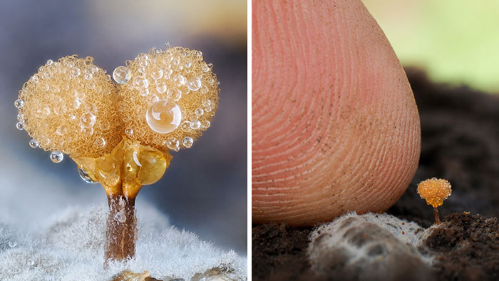Wait, You’ve Been Missing a Tiny Mushroom Wonderland Right Under Your Nose! (30 Crazy Cool Pics)