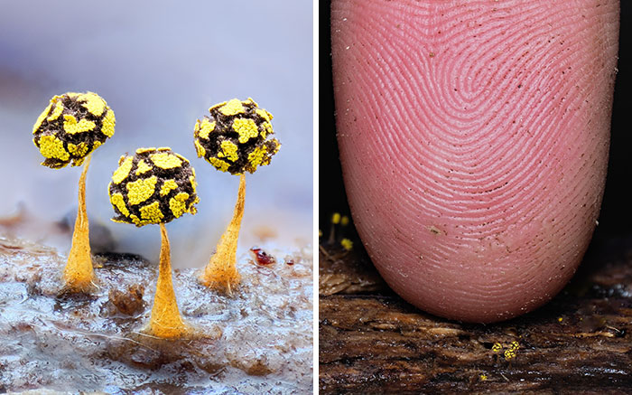 Wait, You’ve Been Missing a Tiny Mushroom Wonderland Right Under Your Nose! (30 Crazy Cool Pics)