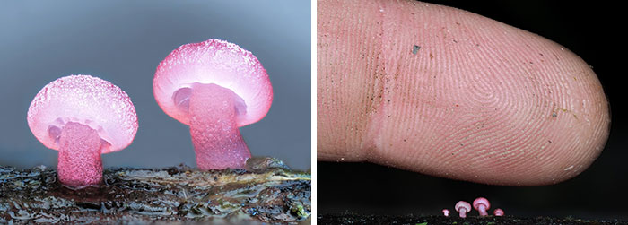 Wait, You’ve Been Missing a Tiny Mushroom Wonderland Right Under Your Nose! (30 Crazy Cool Pics)