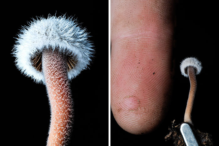 Wait, You’ve Been Missing a Tiny Mushroom Wonderland Right Under Your Nose! (30 Crazy Cool Pics)