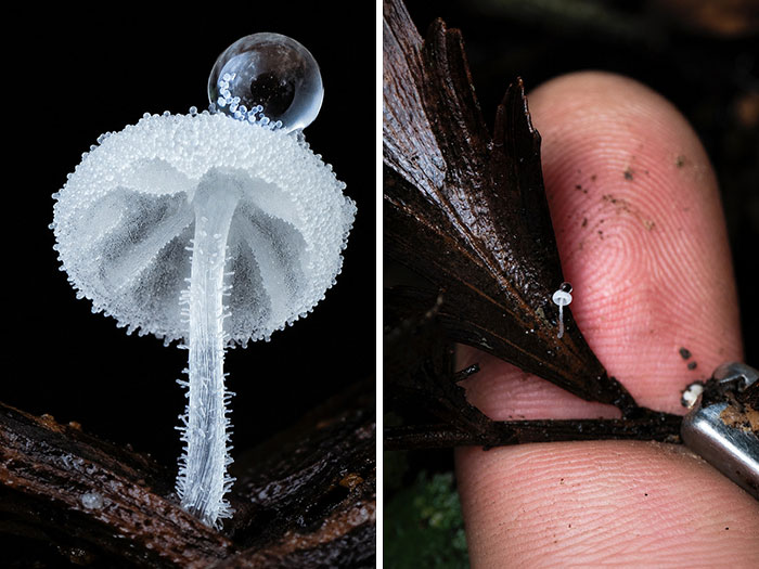 Wait, You’ve Been Missing a Tiny Mushroom Wonderland Right Under Your Nose! (30 Crazy Cool Pics)