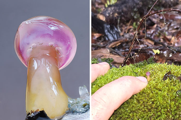 Wait, You’ve Been Missing a Tiny Mushroom Wonderland Right Under Your Nose! (30 Crazy Cool Pics)